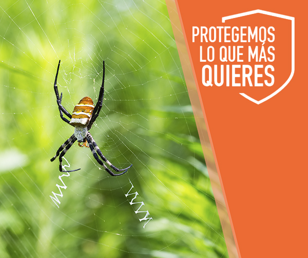 Control de plagas de arañas en Guadalajara