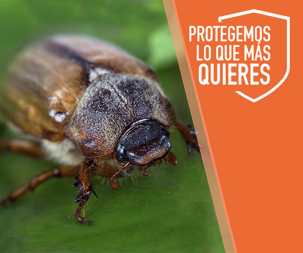 Control de plagas de escarabajos en Guadalajara